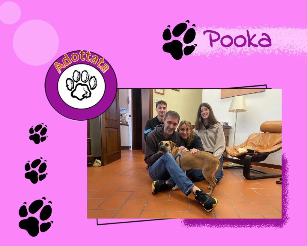 Pooka adottata