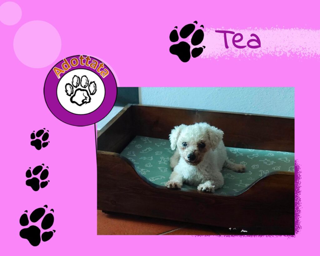 Tea adottata