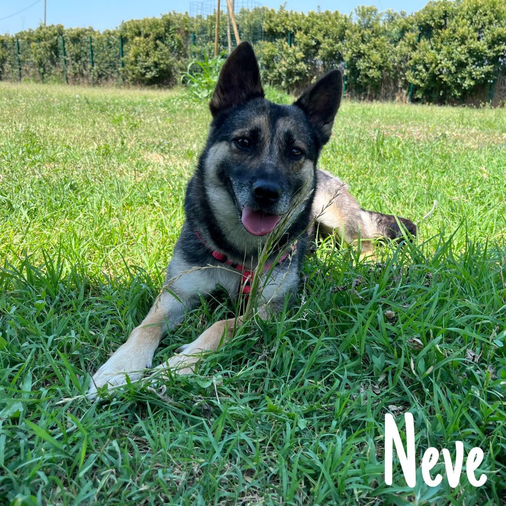 Neve (adottabile con riserva, leggi qui)