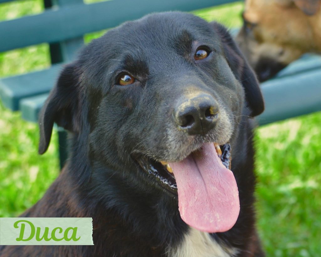 Duca