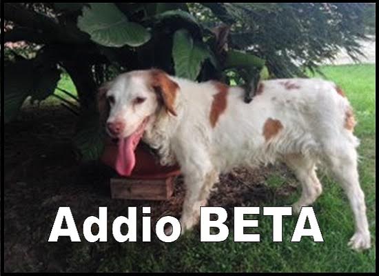 Beta