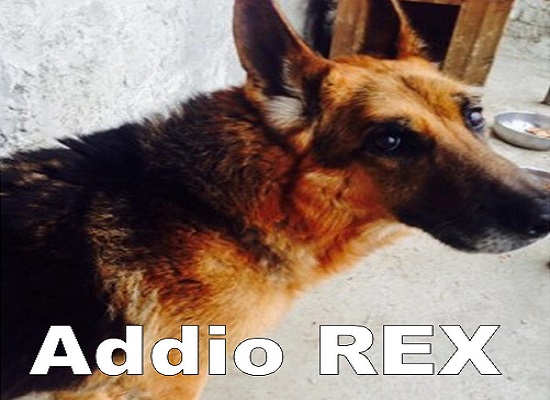 Rex