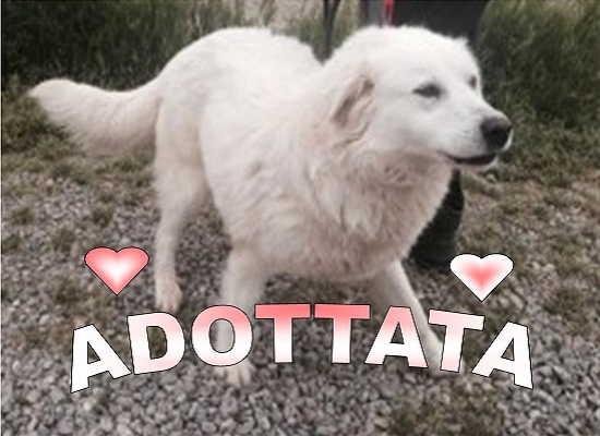Amore