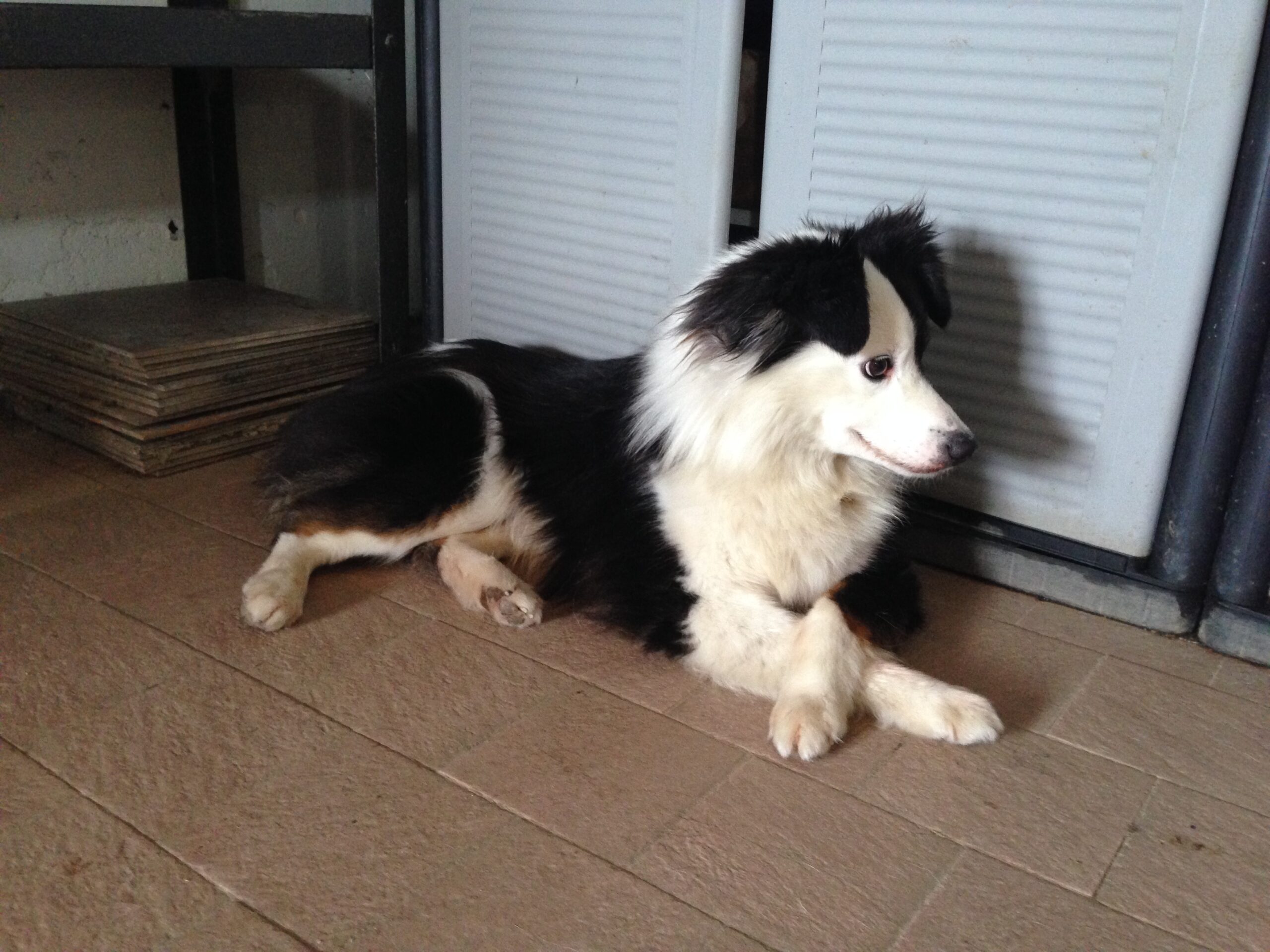 Koki