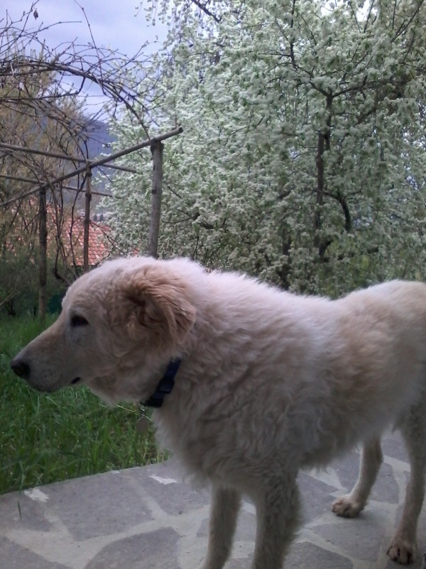 Charlie