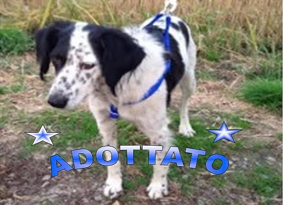 Ciccio