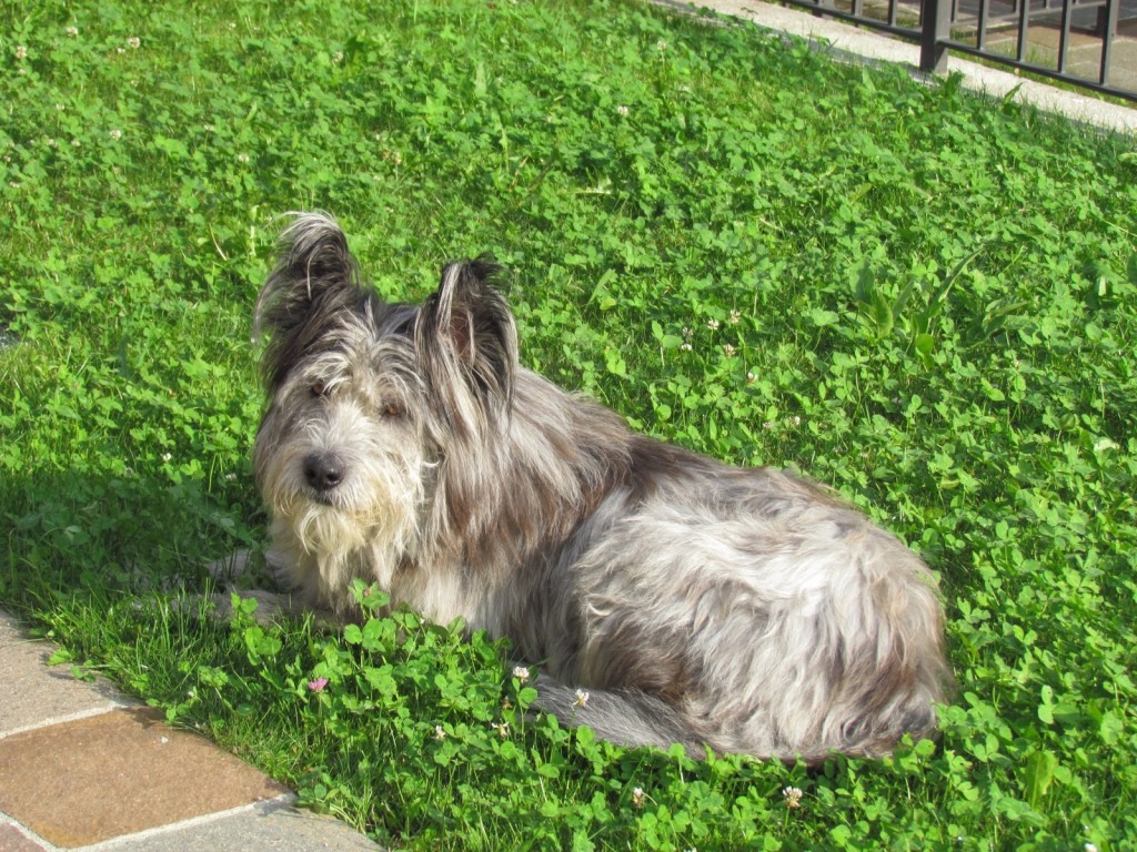 Lapo