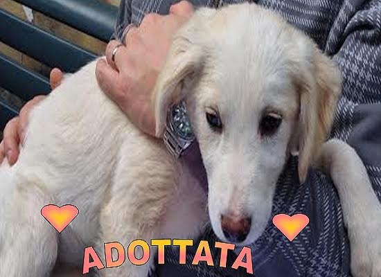 Isotta