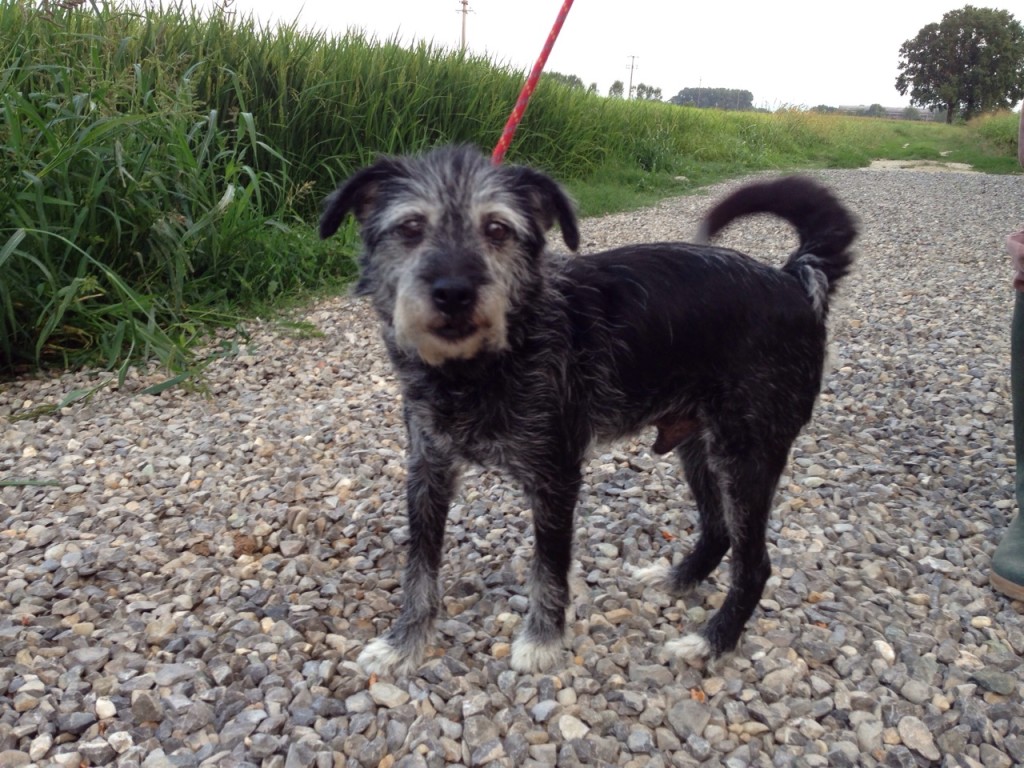 Pelù